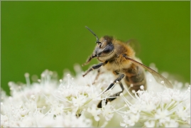 <p>VČELA MEDONOSNÁ (Apis mellifera) --- /Western honey bee – Westliche Honigbiene/</p>